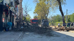 Asırlık Çınar 4 Katlı Apartmanın Üzerine Devrildi