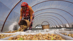 Hasat Öncesi Rekor Ücret: Sıfır Masrafla 33 Günde 90 Bin TL Kazanacaklar