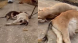 Elektrik Direği Uçtu, Akıma Kapılan 6 İnek Öldü