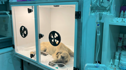 Sırtında Kırıklar, Gözlerinde Korku! Sivas’ta Sopayla Darp Edilen Yavru Köpek Hayata Tutunmaya Çalışıyor