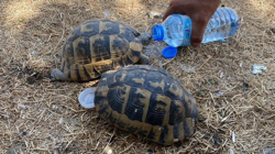Alevlerin Ortasında Kalp Isıtan Hareket! Kaplumbağaları Kürekle Kurtardı