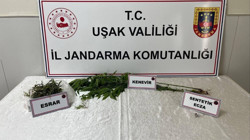 Uşak Banaz’da Jandarmadan Uyuşturucu Operasyonu
