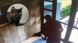 Başakşehir'deki Kedi Katili Hakkında Flaş Gelişme