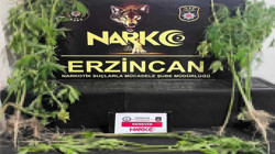 Erzincan’da Uyuşturucu Operasyonu: 15 Kök Kenevir Ele Geçirildi