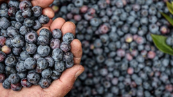 'İmkansız' Denileni Başardı! Asitli Toprakta Rekor Hasat Bekliyor! Kilosu 400 Liradan Satılıyor