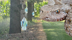 Burası Amerika Değil Türkiye! O İlimizde Yılanlar Tarlaları İstila Etti: Çiftçilerin korunma yöntemi ise pes dedirtti