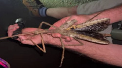 Bu Tür İlk Kez Keşfedildi!  Tam 40 Santim, Bilim Adamları Bile Şaşkın