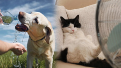 Sıcak Havalara Dikkat! İşte Hayvan Dostlarımız İçin Yaz Rehberi...