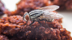 Sineğin Konduğu Yiyecek Tüketilir mi? Uzmanlardan Hayati Uyarı