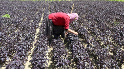 Mor Altında Hasat Başladı! En İyisi O İlçede: Yılda 4 Kez Hasat Edilip 1500 Liradan Satılıyor, Yurt Dışından Talep Yağıyor