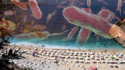 Türkiye'de 'Et Yiyen Bakteri' Var mı? Bakanlıktan Açıklama Geldi