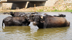 Muş’ta Besicilerden İlginç Şap Çözümü