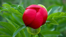Ne Kaşıkçı Elması Ne Altın Madeni! Koleksiyonerler Peşine Düştü! Üretebilen Köşeyi Dönüyor