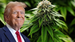 Trump'tan Her Şeyi Değiştirecek 'Esrar' Kararı: Ekibine Talimat Verdi