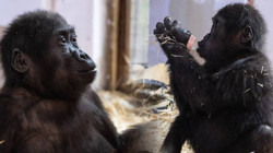 Havaalanında Bulunmuş, Türkiye'nin Sevgilisi Olmuştu: Bebek Goril 'Zeytin' İçin Karar