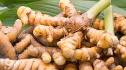 Hafıza Dopingi İki Baharat Ortaya Çıktı! Beyin Gücünü Artırıyor, Hiçbir Şeyi Unutturmuyor