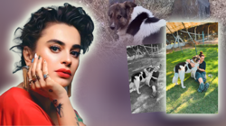 Türkiye’nin Konuştuğu Vefalı Dost 'Heval' Bu Kez Mutluluktan Ağlattı! Ceylan Ertem Paylaştı, Hüzünlü Bakışlar Gitti Yerine Gülen Yüz Geldi