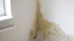 Duvardaki Küf, Nem ve Rutubet İzlerini Noktasız Tertemiz Yapıyor: Boyamaya Bile Gerek Kalmıyor