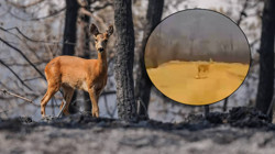 Yangının Acı Yüzü... Karaca Alevlerden Böyle Kaçtı