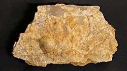 Turistin Bulduğu Fosil İnci 100 Milyon Yıllık Çıktı!