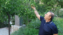 Zirai Don Tüm Meyveleri Yaktı, Bir Tek Onu Etkilemedi: Soğuğa Dayanıklı ve Getirisi Çok Yüksek!