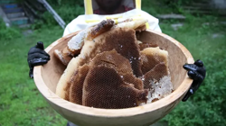 Son 50 Yılın En Verimli Hasadı Oldu! Fiyatı 6 Bin Liradan Satılıyor: Bir Damlası Altın Değerinde