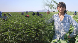 45 Derece Sıcağın Altında Çalışan 'Çocuk İşçiler'... '650 Liraya Sadece Çikolata Alınıyor'