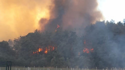 İzmir'de Orman Yangını Soruşturması... Kaynakçı Tutuklandı!
