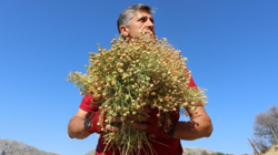 Yamaçlardan Tek Tek Elleriyle Bedavaya Topluyor! 1 Buketini 100 Liradan Satıyor, Paraya Para Demiyor