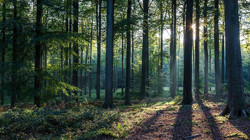 Muğla Ormanları İçin Hayati Karar, İki Proje Durduruldu