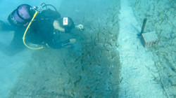 Deniz Ekosisteminde Tarihi Keşif: Türkiye’nin En Yaşlı Deniz Çayırı Bulundu