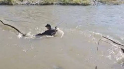 Otomobil Nehre Uçtu, Bir Kişi Kayıp