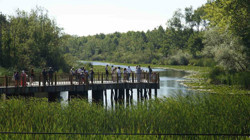 'Turizmin Parlayan Yıldızı'na Ziyaretçi Akını! Acarlar Longozu Tabiat Parkı 150 Bin Kişi Ağırladı