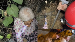 Alzheimer Hastası Kadını, Mama Verdiği Köpek Kurtardı!