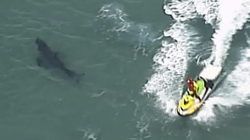 Plajda Köpek Balığı Dehşeti: 1 Kişi Öldü, 2 Plaj Kapatıldı