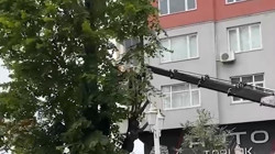 Rize'de ‘100 Yıllık’ Ağaç Kesildi, Mahalleli Tepkili