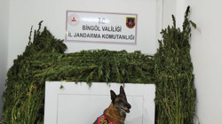 Bingöl'de Uyuşturucu Operasyonu! 91 Kilo Esrar Ele Geçirildi