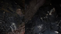 Adana’da Ahır Küle Döndü: 7 Küçükbaş Hayvan Öldü