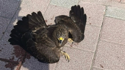 Mersin'de Bitkin Şahin Tedavi Altına Alındı