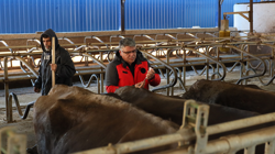 Muğla’da Şap Hastalığı İçin Yeni Adım! 1 Ayda 240 Bin Hayvan Aşılanacak