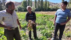 Yozgat’ta Hastalıkla Pancarlar İçin Hasat Erken Başladı
