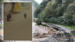 Rize'de Yürek Sızlatan Görüntü! Felaketten Kaçan Yavru Ayılar Tünele Sığındı