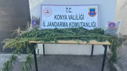 Konya'da Uyuşturucu Operasyonu: Tarlada Kenevir ve Esrar Ele Geçirildi