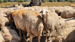 Şap Alarmı Verilen Tunceli’de Yeni Karar! Kısıtlama Kaldırıldı
