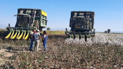 Aydın’da Pamuk Toplama Fiyatı Belli Oldu