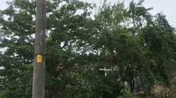 Zonguldak'ta Ağaçların İçinde 'Elektrik Teli' Tehlikesi! Bir Mahalle Endişeli