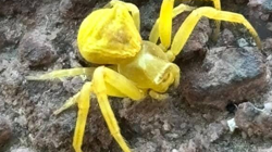 Kamuflaj Ustası Sarı Yengeç Örümceği Elazığ’da Görüldü