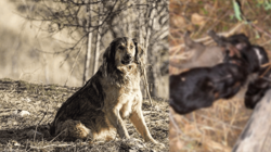 Tokat’ta Vahşet! Birbirine Bağlı 3 Yavru Köpek Ölü Bulundu