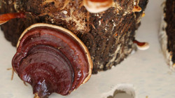 Cezaevinde Üretildi, Kilosu Yarım Altınla Yarışıyor! Faydası Saymakla Bitmiyor, Seri Üretime Geçilecek