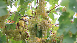 Antalya'nın Şifa Kaynağı Margoz Üzümünün Hasadı Başladı